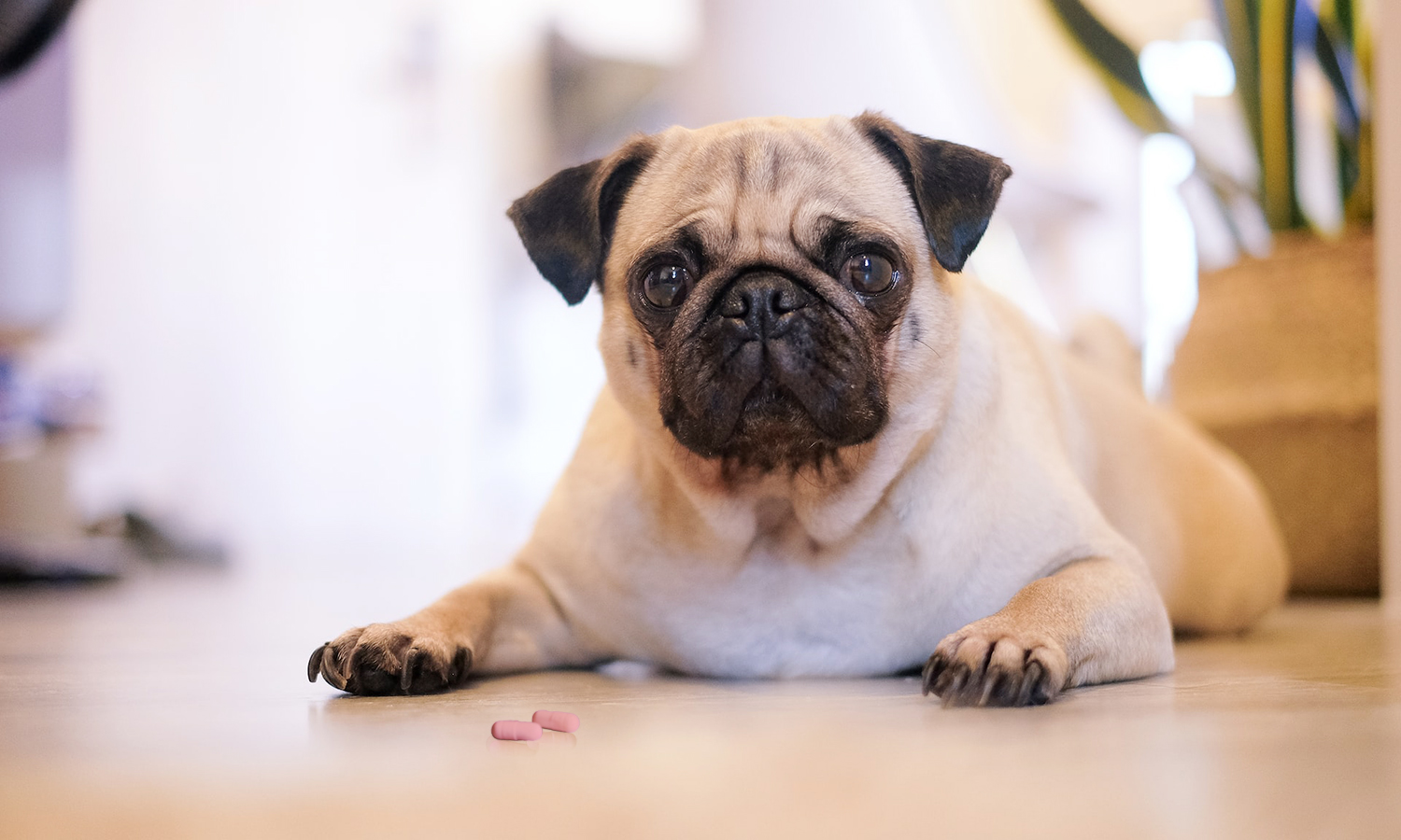 Is Benadryl safe for dogs and what are the risks