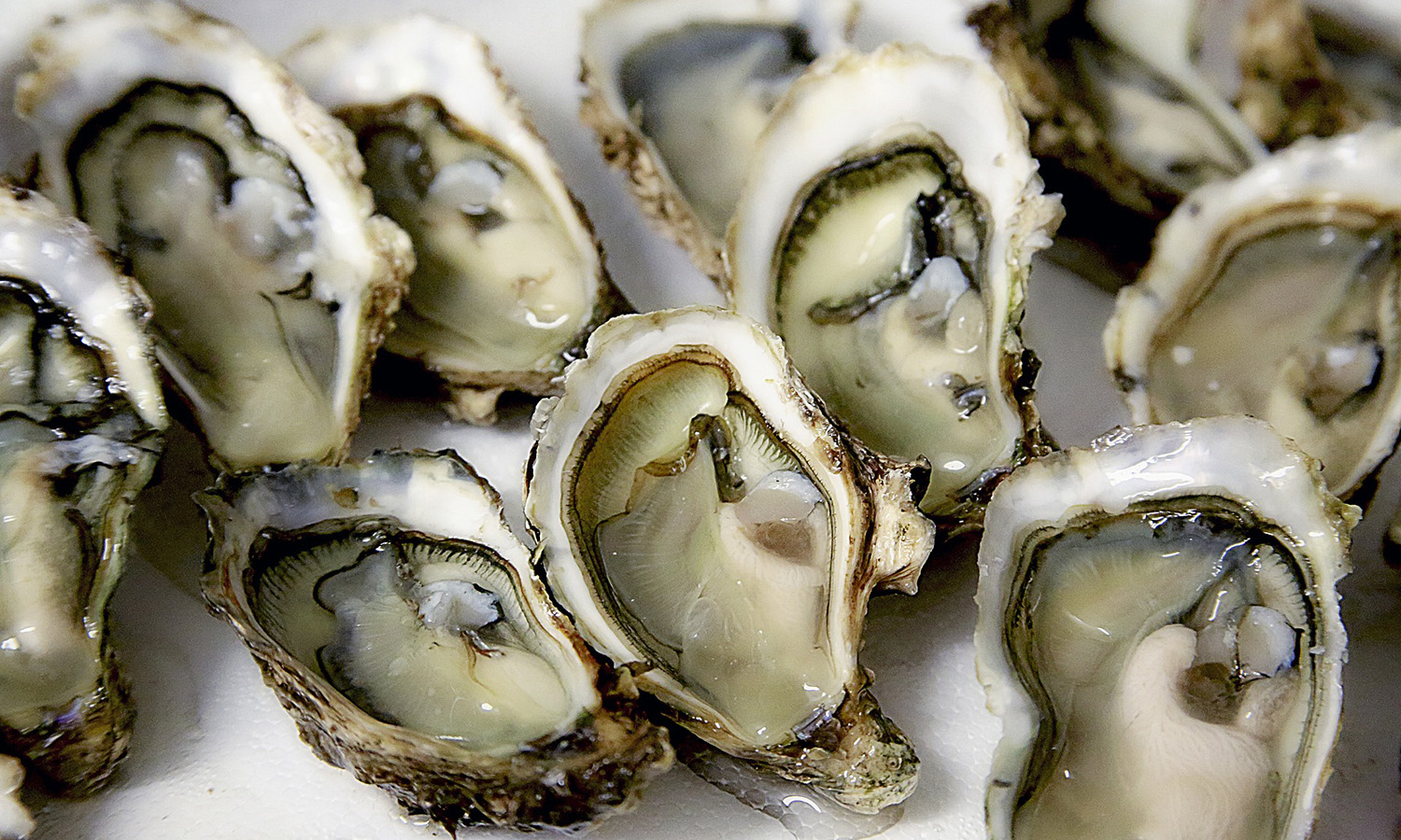 Can dogs eat oysters and what are the health benefits feeding oysters to my dog