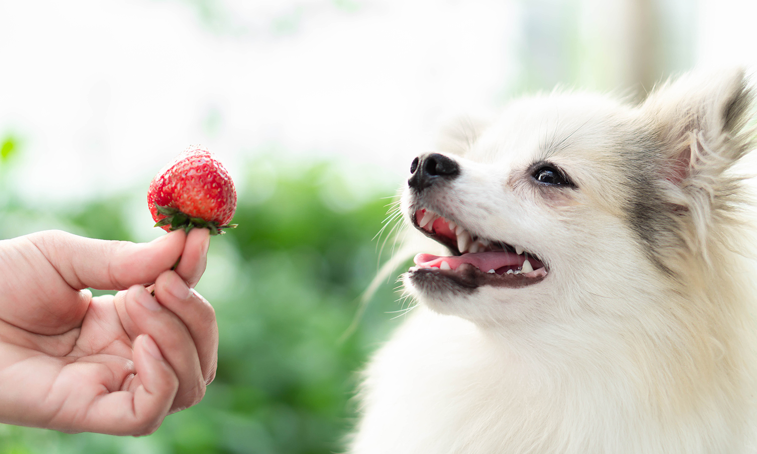 Can dogs eat strawberries with owner feeding a ripe strawberry to dog