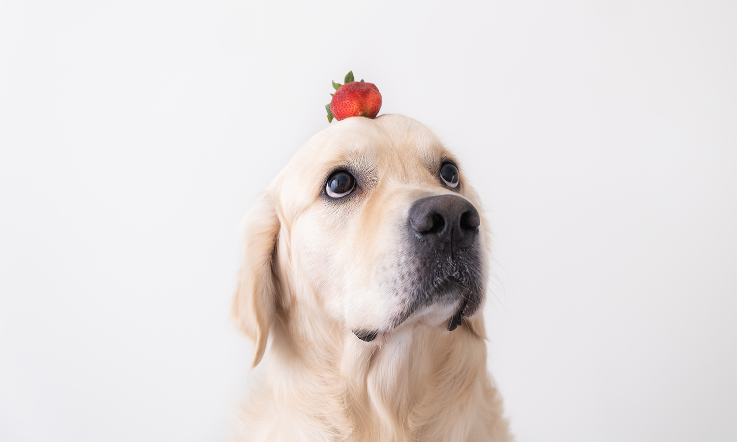 Can dogs eat strawberries and what are the cautions and risks of feeding strawberries to dog