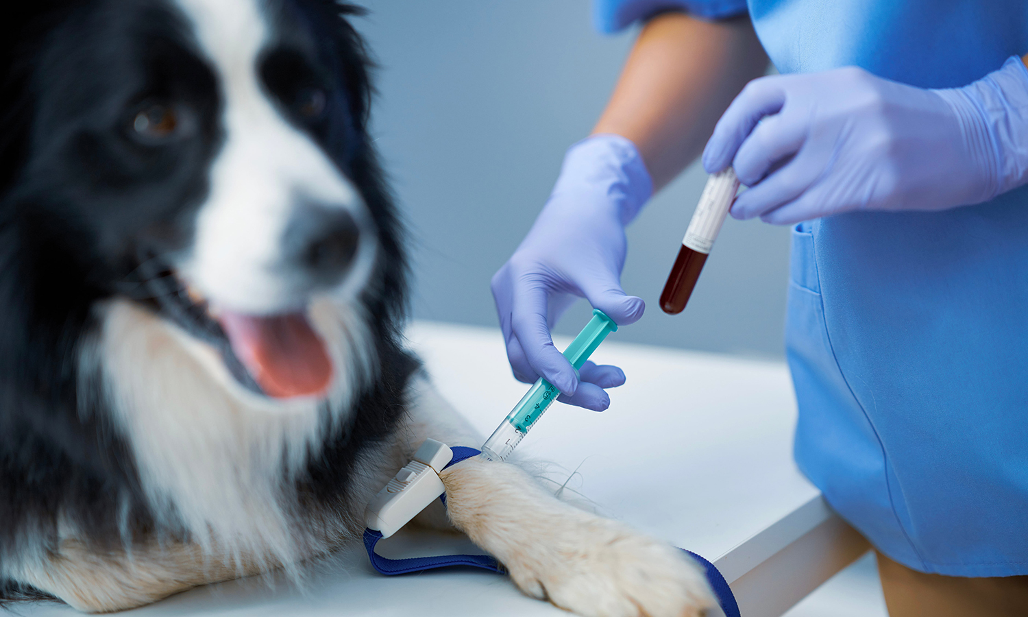 Dog getting his blood sample taken for testing