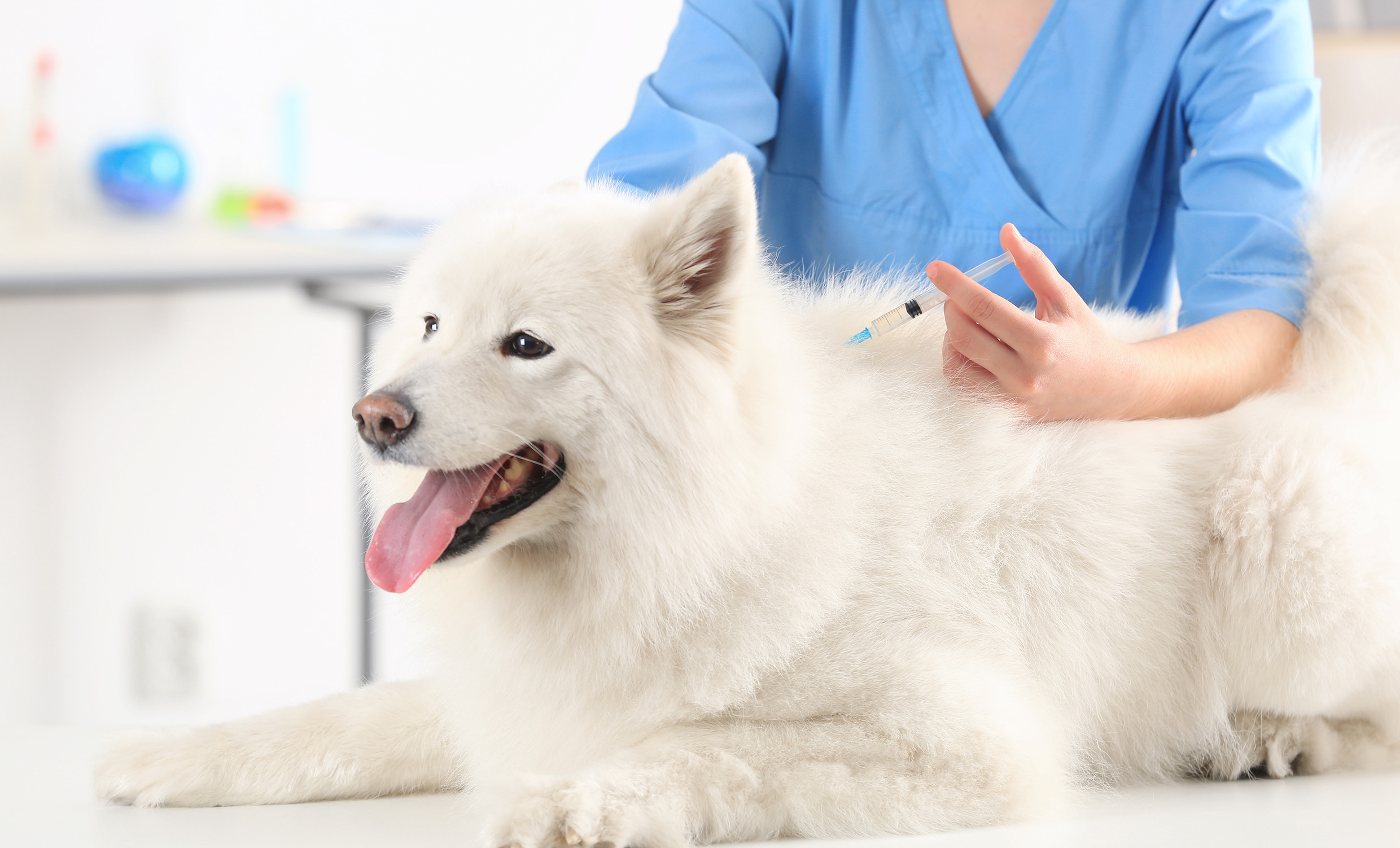 Dog receiving vaccination for distemper virus