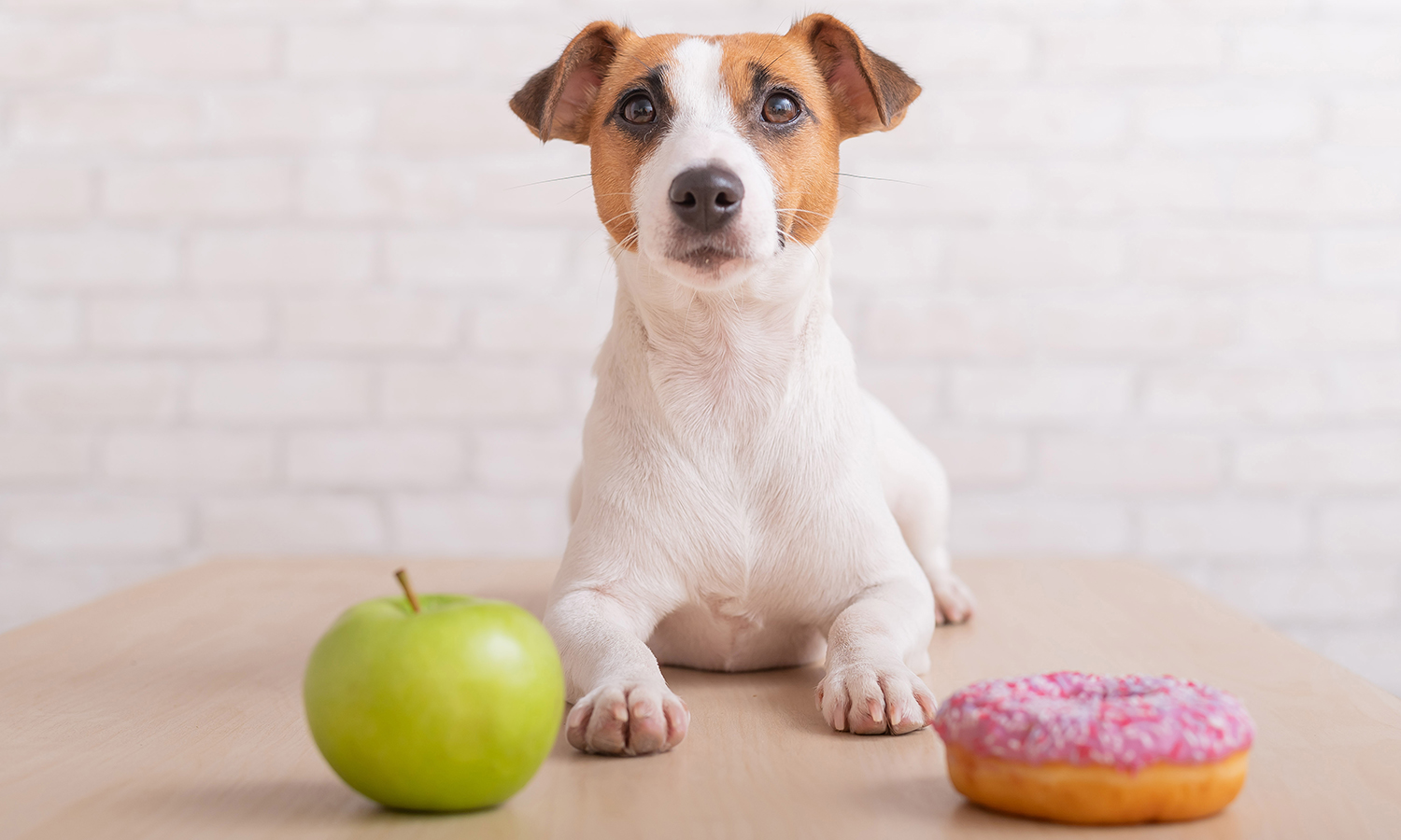 Dog sitting in front of sweets