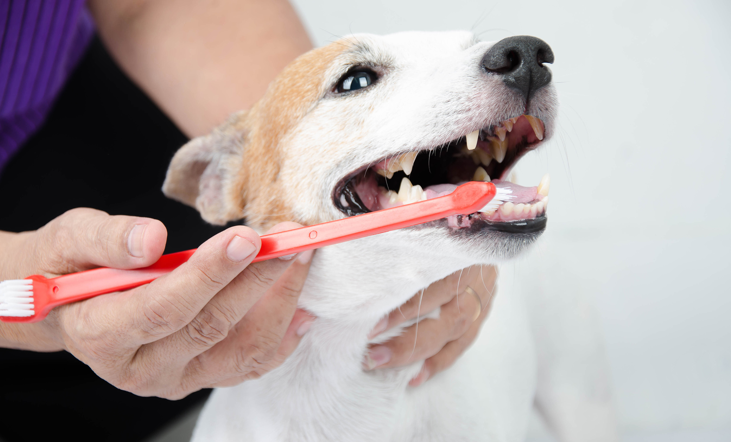 Dog parent brushing dogs teeth with pet safe toothbrush
