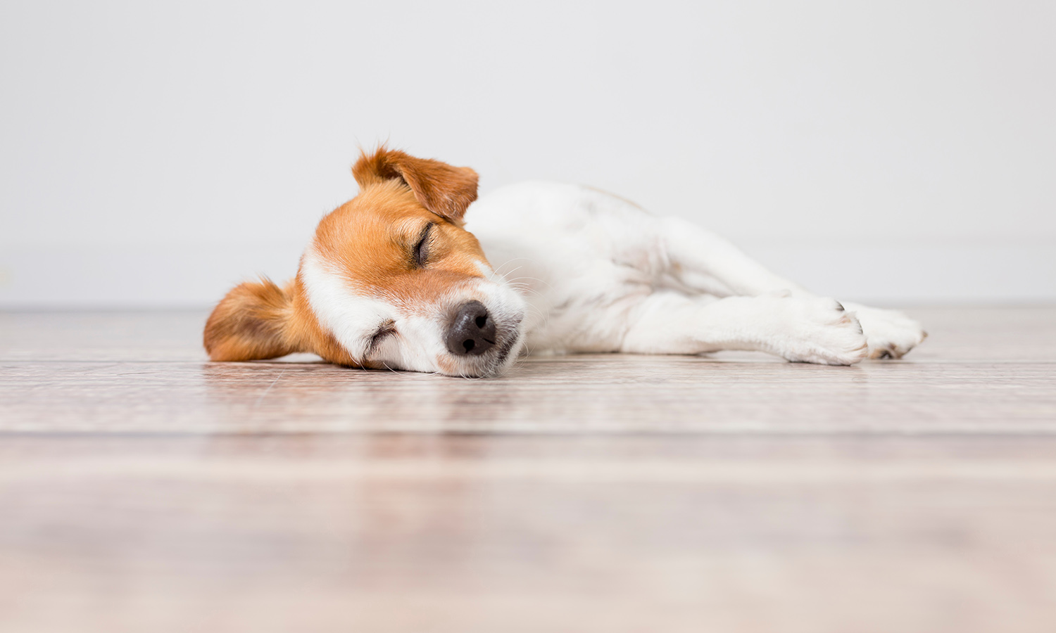 Dog heartworm disease in dog outside in a field