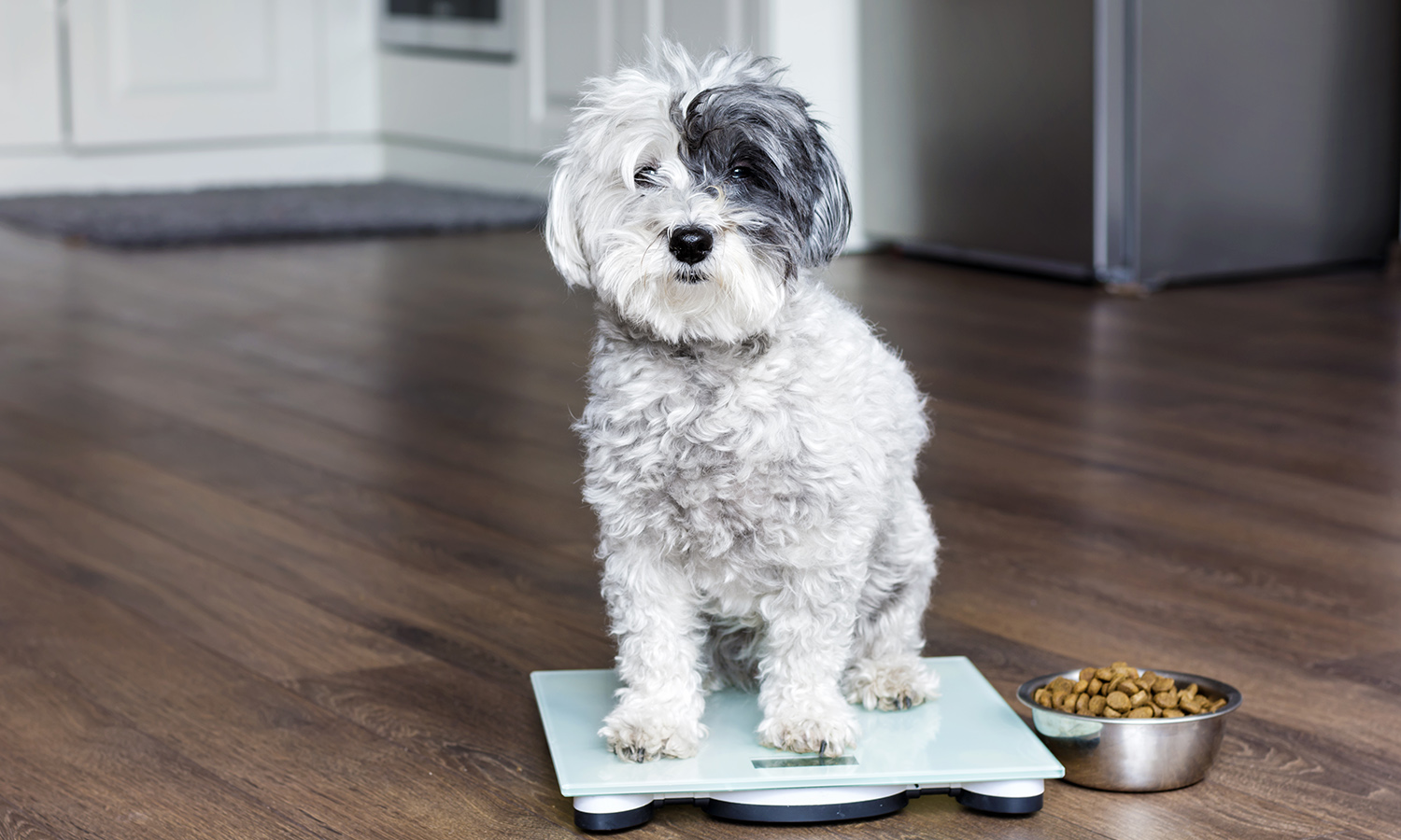 How to manage IBD inflammatory bowel disease for my dog at home