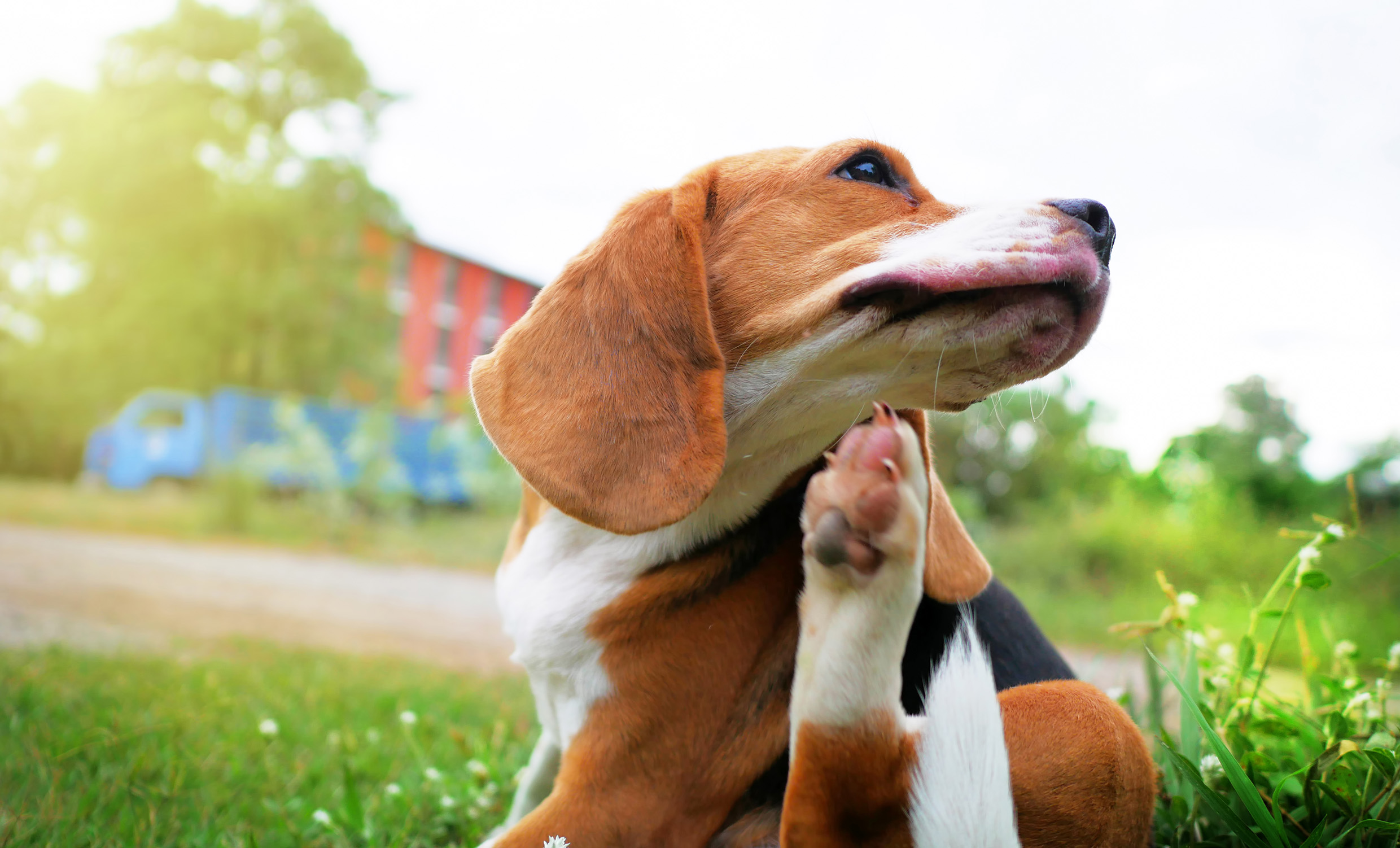 Dog on grass scratching its neck