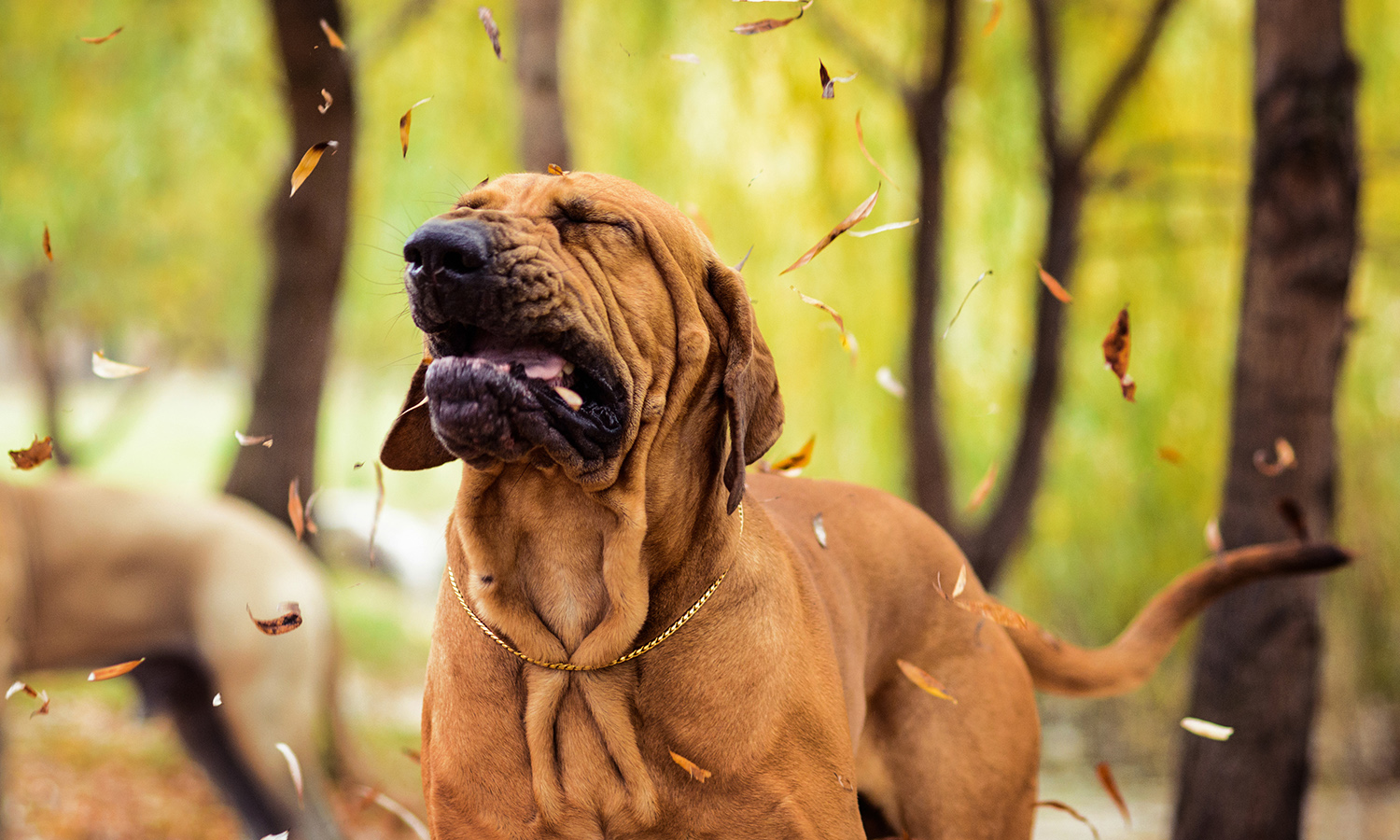 Dog sneezing during fall season