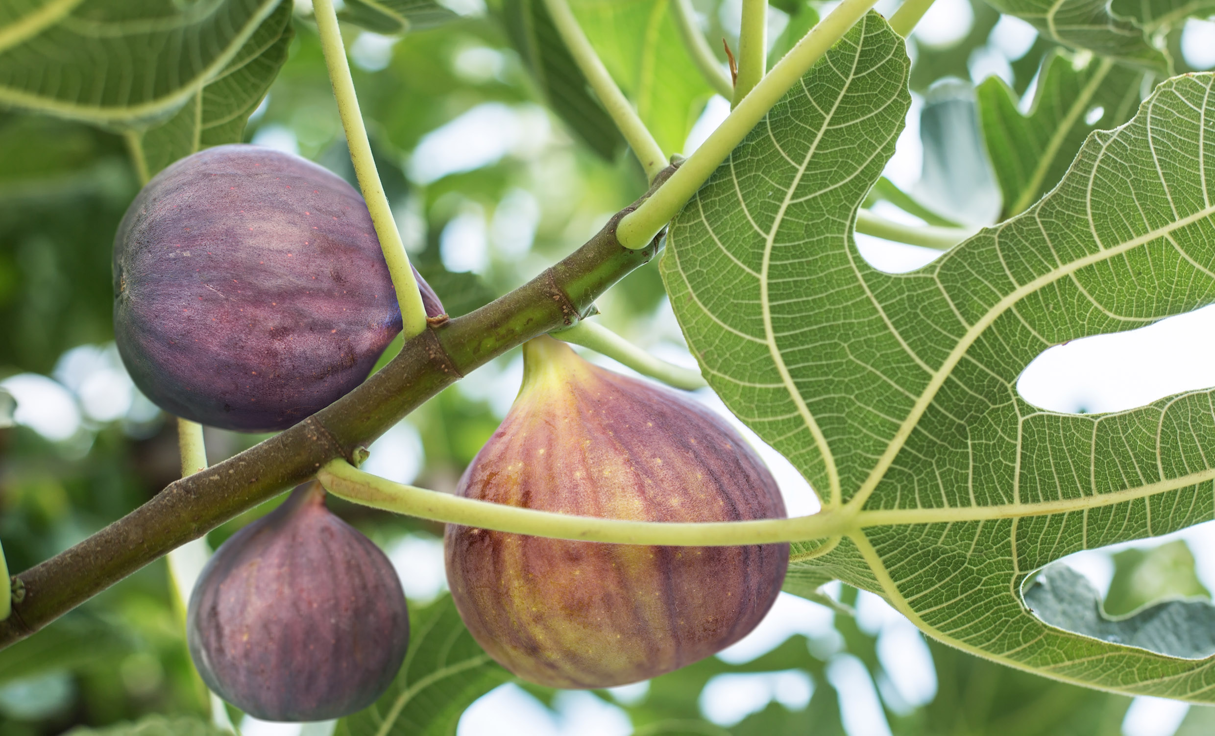 ripe figs hanging from fig tree
