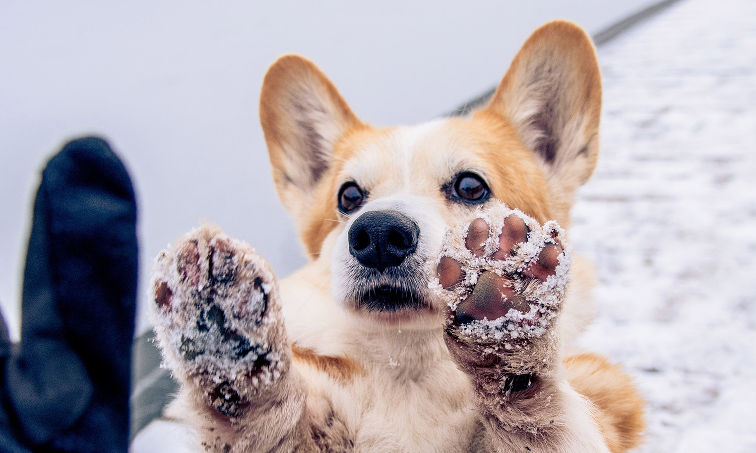Dog showing his paws covered in snow