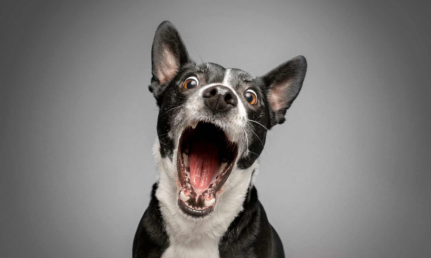 Closeup of an oral tumor in a dogs mouth