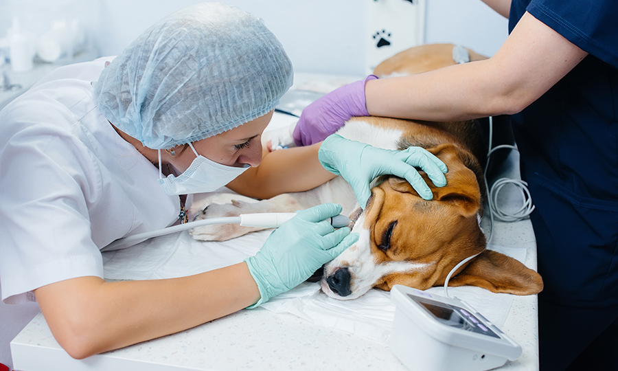 A corgi on a veterinarian bed having her gums checked by a veterinarian