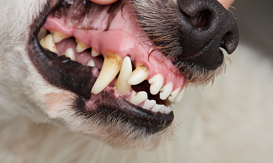 A close up of a dog canine and upper gums