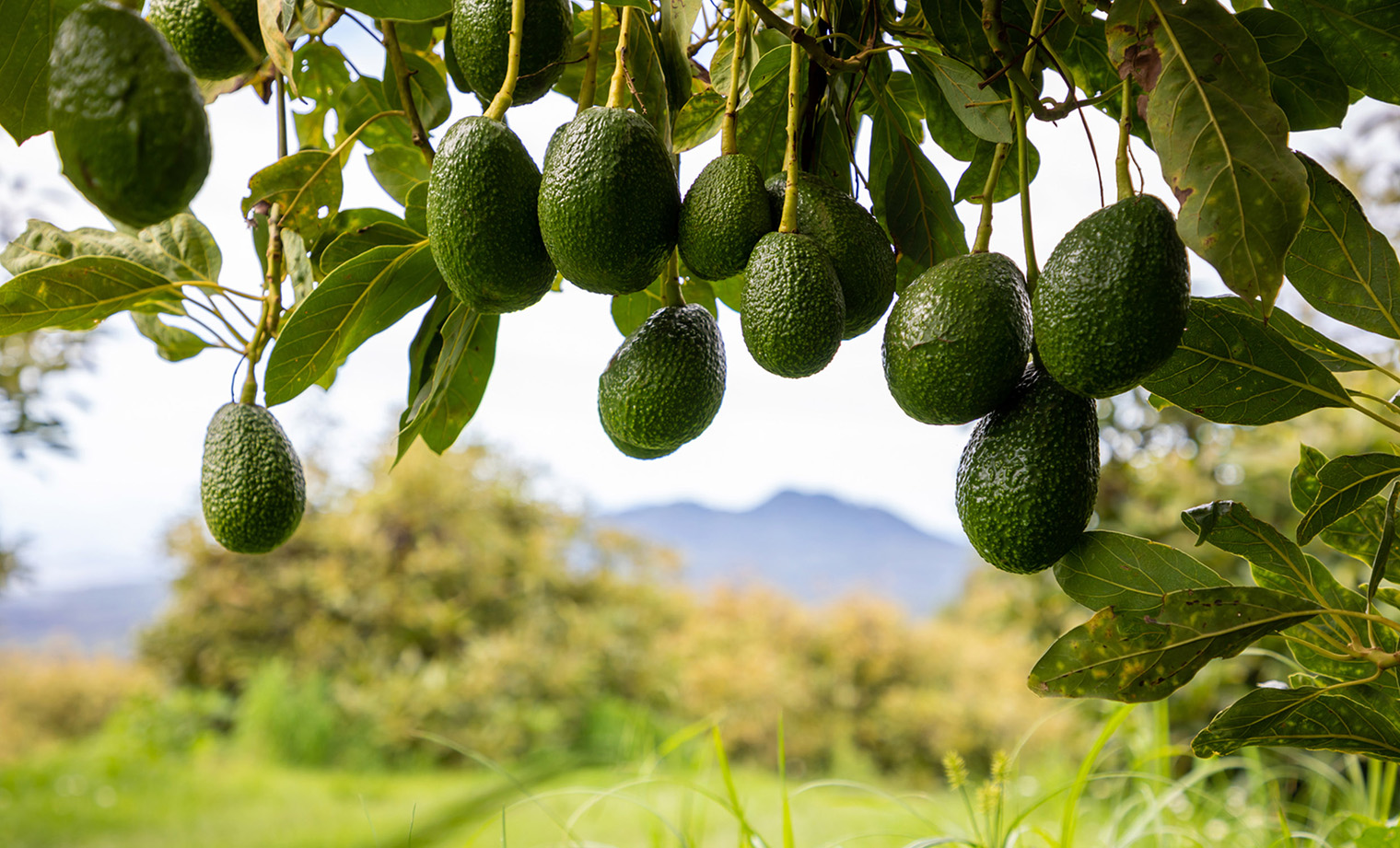 unripened avocados hanging off an avocado tree