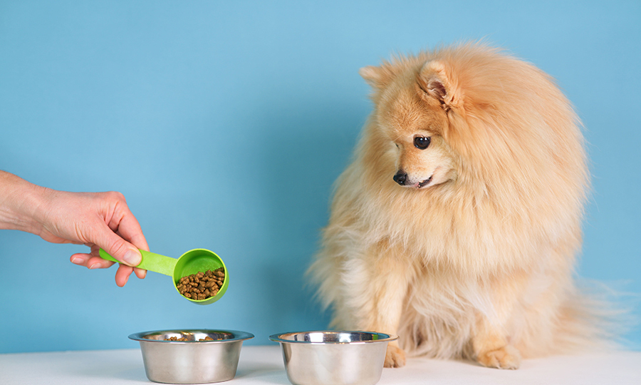 A fluffy dog waiting and watching her guardian carefully place dry dog food in her dog bowl