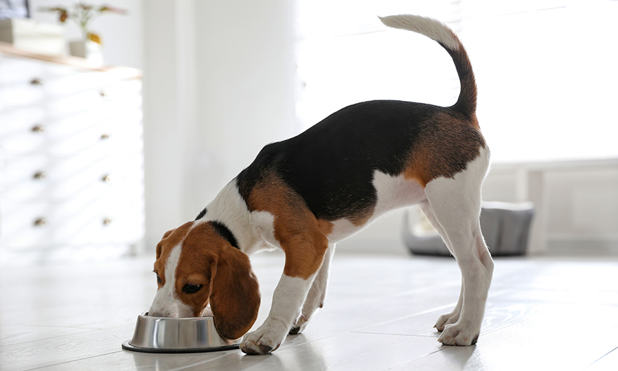 A thirsty dog drinking from a metal dog bowl