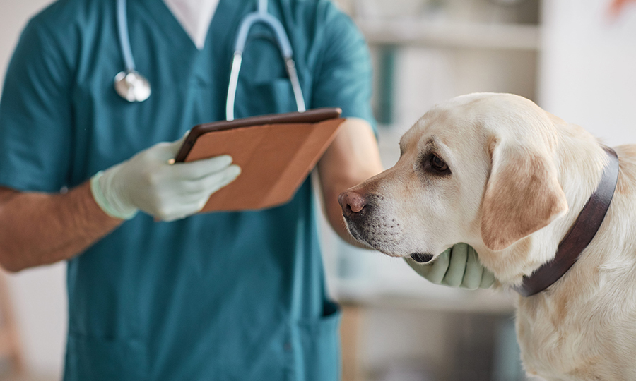 A lethargic resting by a veterinarian with a tablet in hand