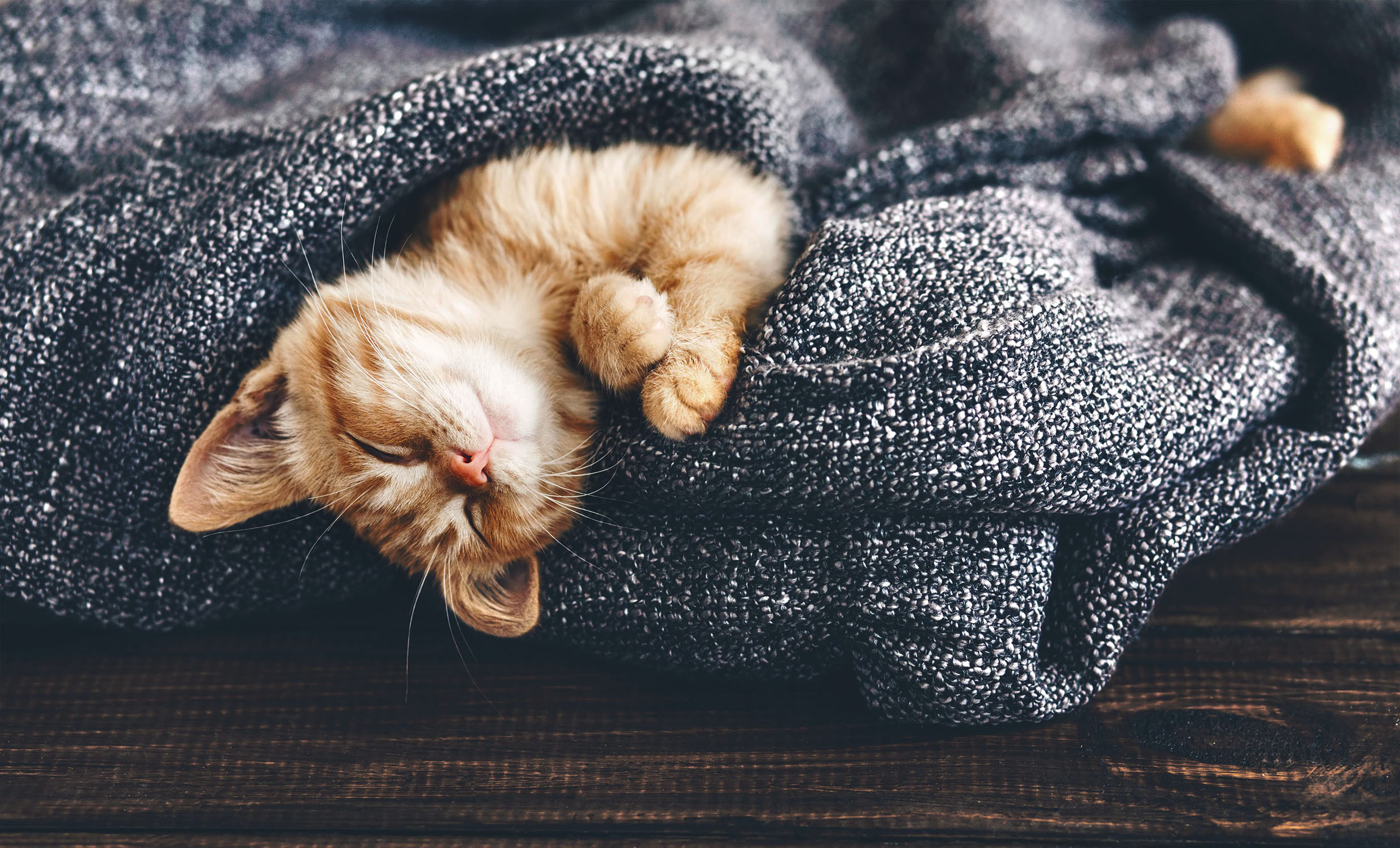 Cat laying in blanket_buddydoc