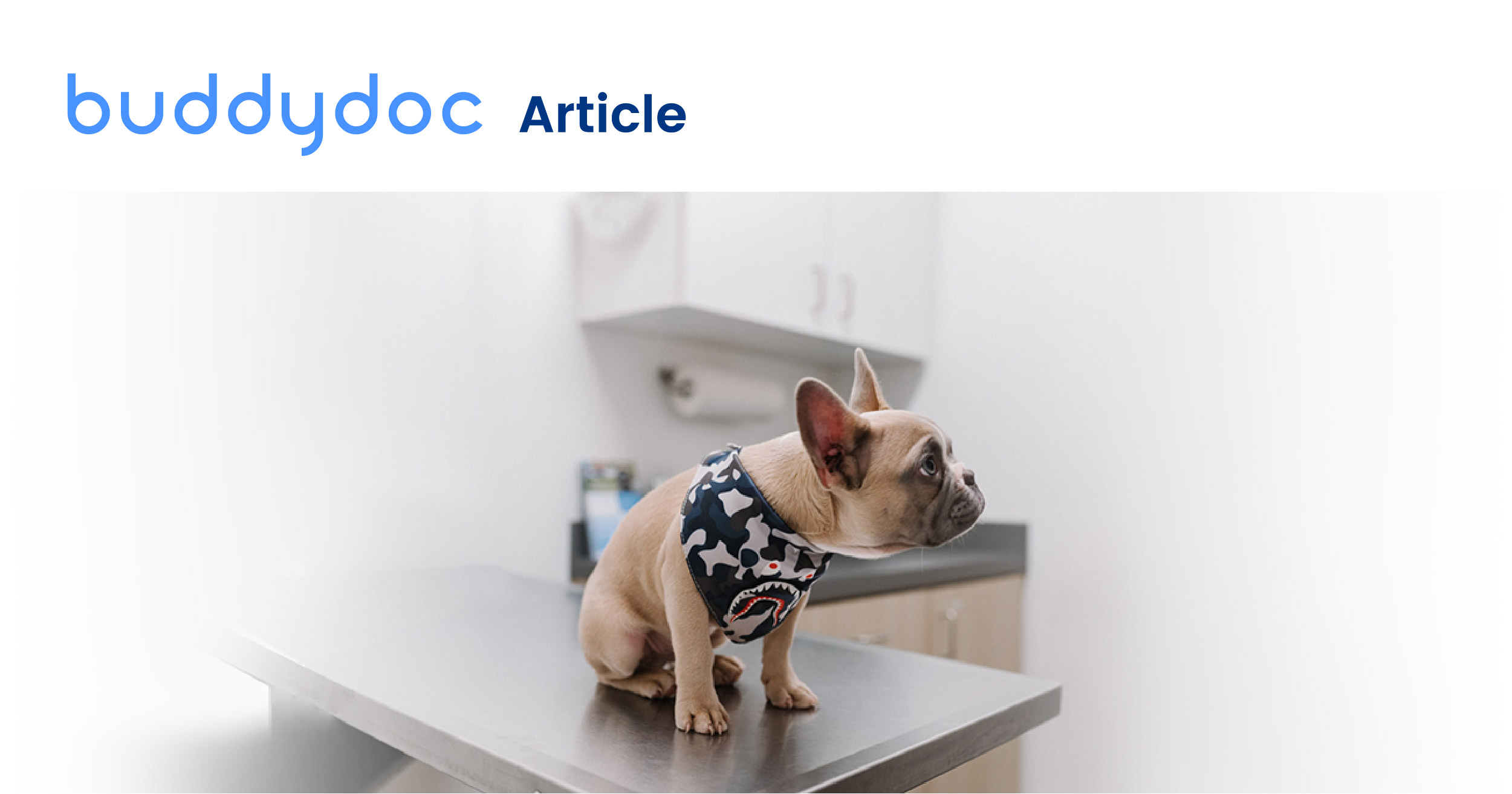 Booster Vaccinations for Dogs Buddydoc