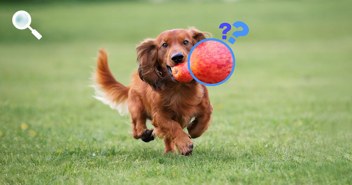 Can dogs eat apples? How do Dogs Benefit From Apples? Buddydoc