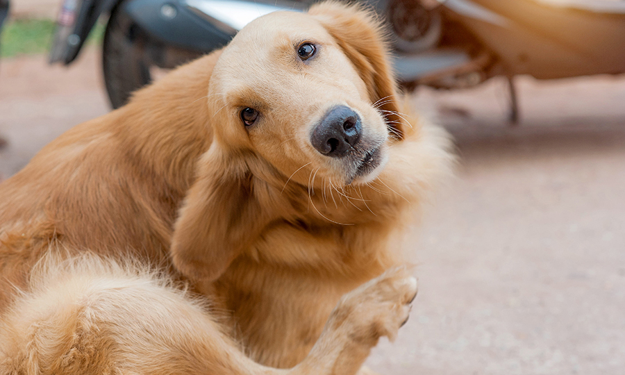 Ear Swelling in Dogs Causes and Treatment for Swollen Ears Buddydoc