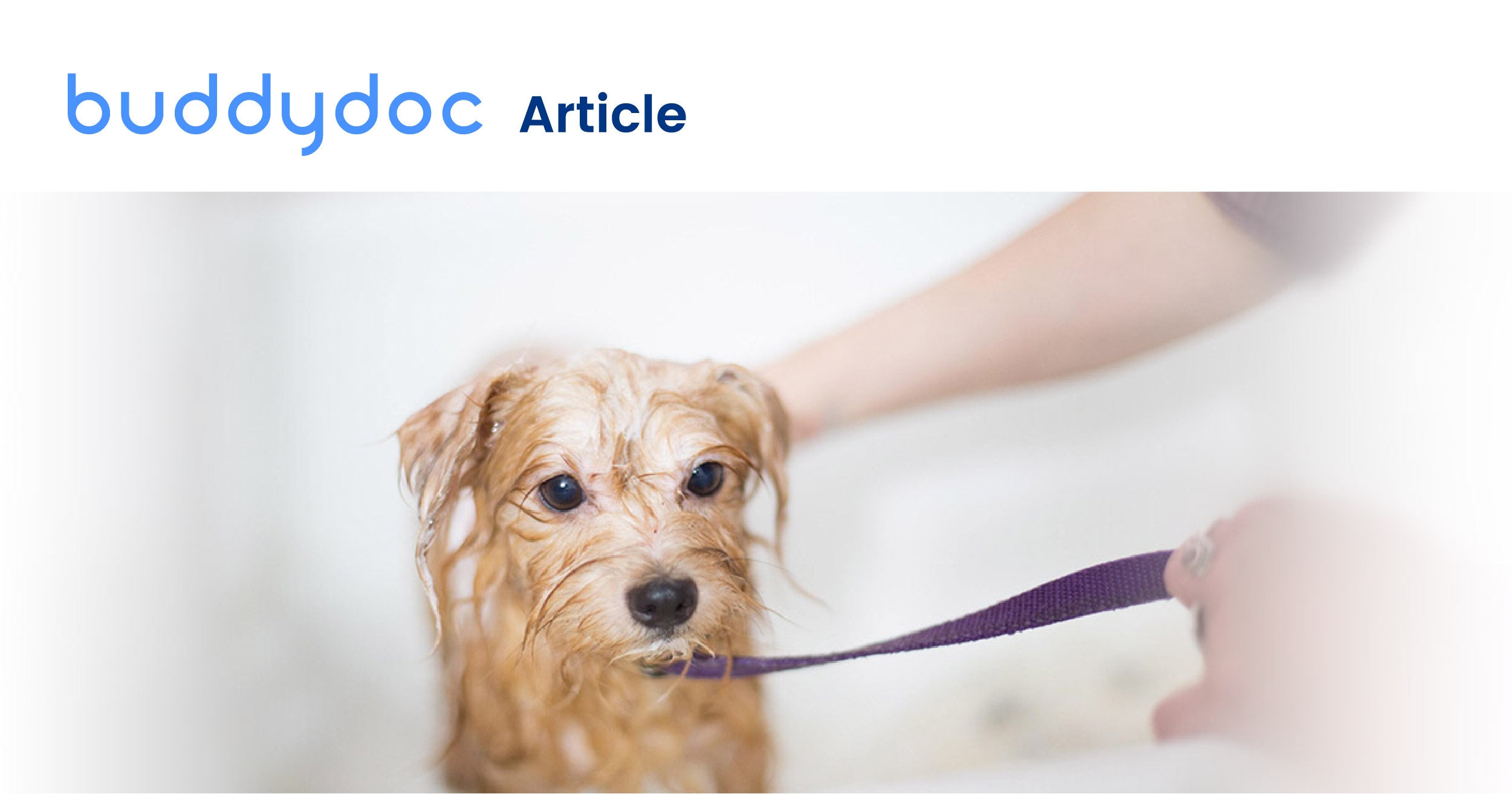 How to properly bathe your dog Buddydoc