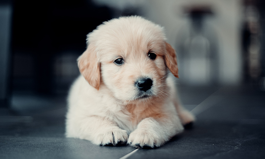 An adorable golden retriever puppy laying on a ceramic floor