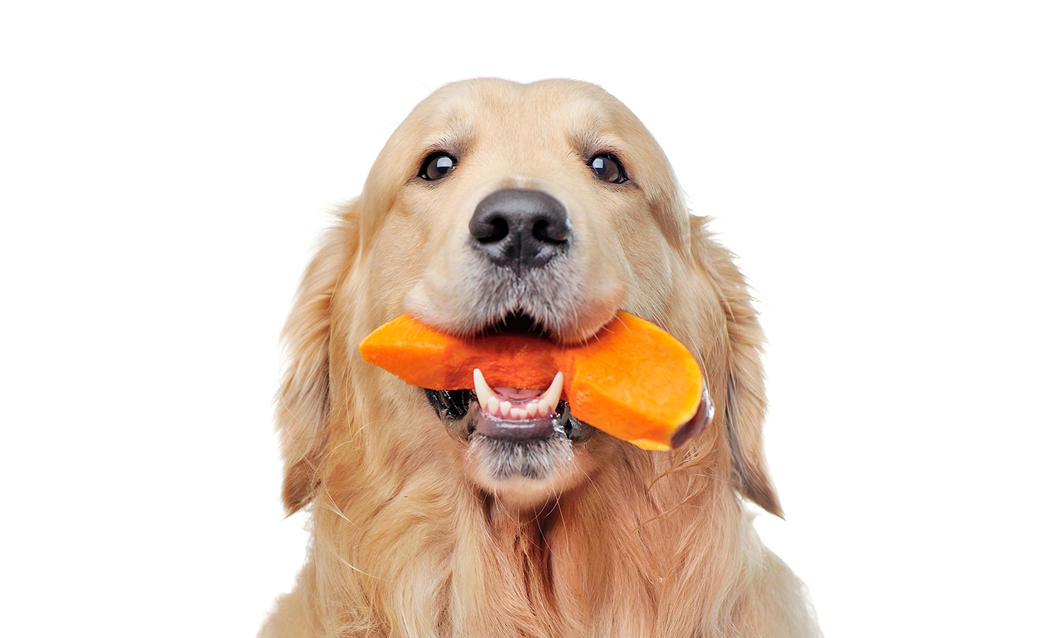 dog with a piece of plain pumpkin in its mouth