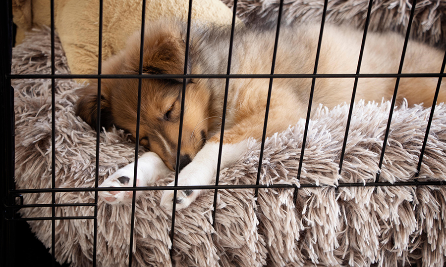 A sleeping puppy resting comfortably on a faux fur rug inside of a black crate