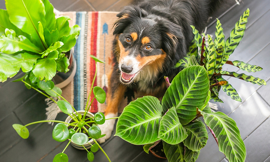 A dog laying on a tiny rug between several lush green houseplants