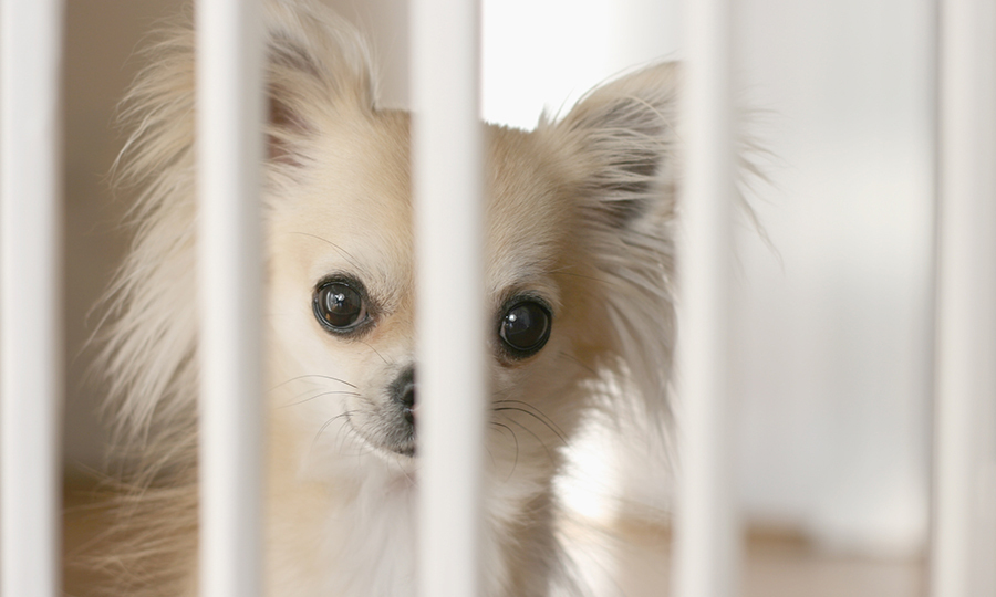 puppy behind a white baby gate
