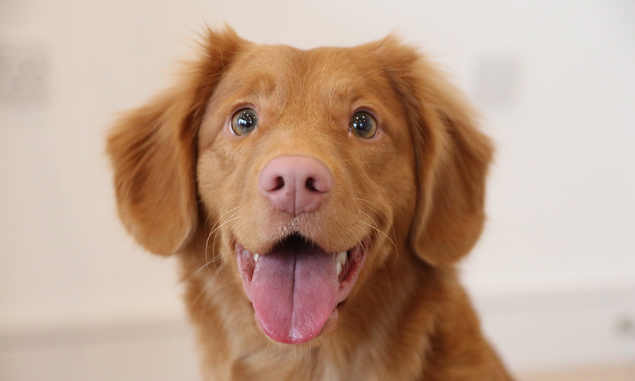 An adorable golden retriever puppy with a big smile