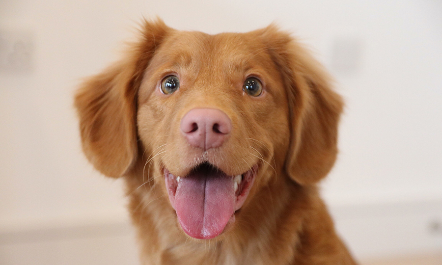 An adorable golden retriever puppy with a big smile