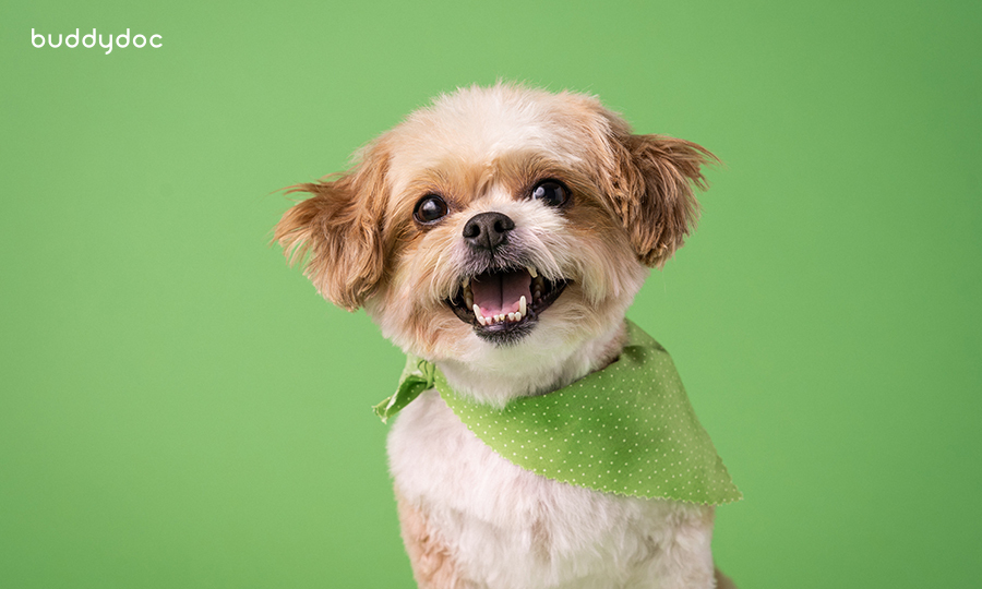 Sore Mouth in Dogs Causes and Treatments for Mouth Pain in Dogs