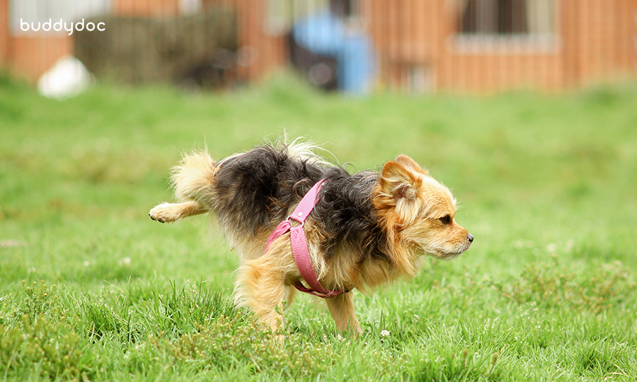 UTI in Dogs Symptoms and Causes for Urinary Tract Infections in Dogs