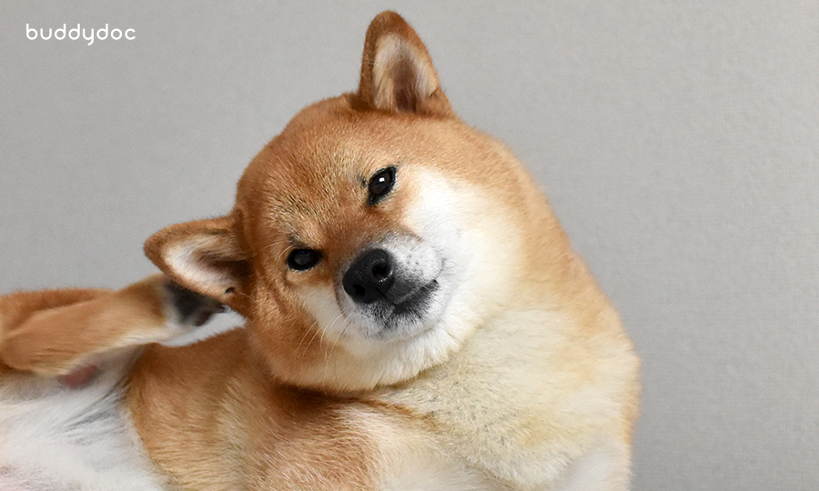 What Are The Signs of Dog Ear Infection? Otitis Externa in Dogs Buddydoc